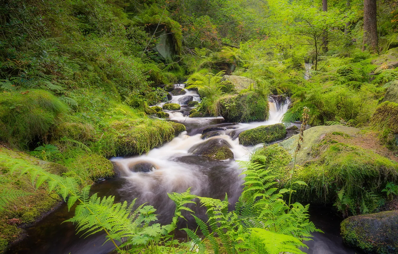Фото обои лес, камни, Англия, мох, речка, Sheffield, Wyming Brook