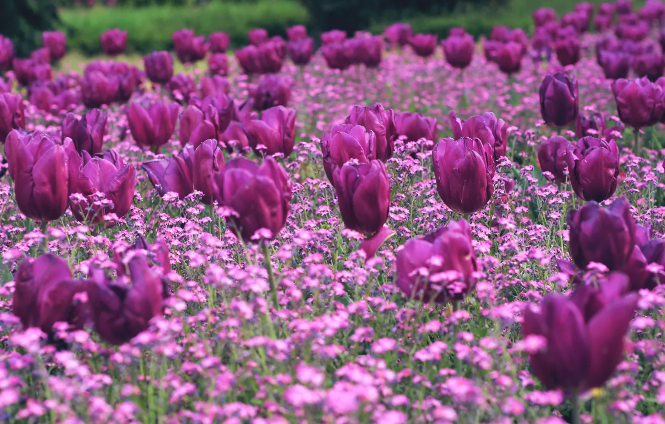 Фото обои цветы, поляна, весна, тюльпаны, розовые, клумба, много, сиреневые