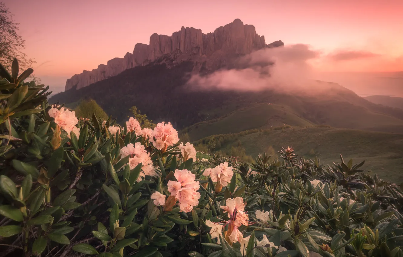Фото обои пейзаж, горы, природа, Кавказ, Адыгея, рододендроны, Большой Тхач, Андрей Перевозчиков