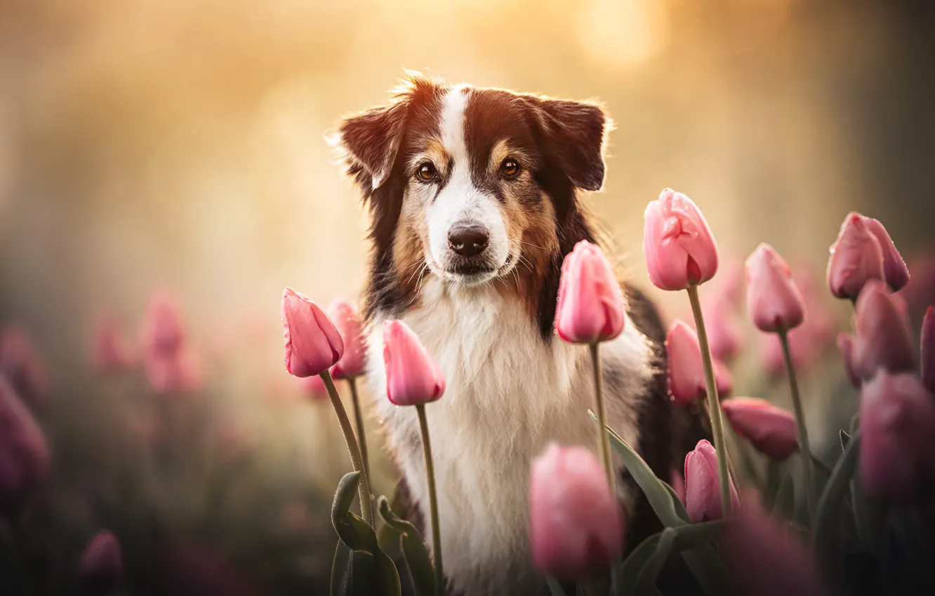 Фото обои взгляд, морда, цветы, собака, тюльпаны, Австралийская овчарка, Аусси