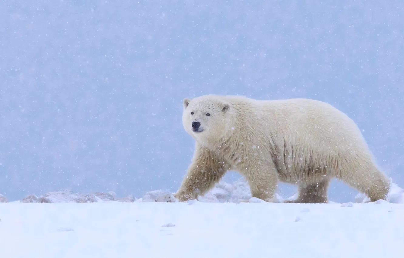 Фото обои снег, медведь, Аляска, белый медведь, полярный медведь