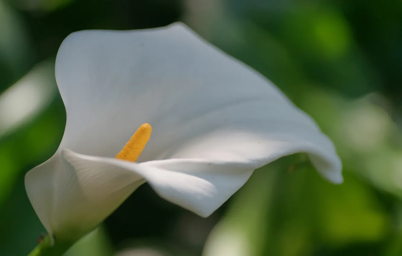 Фото обои цветок, макро, белая, калла