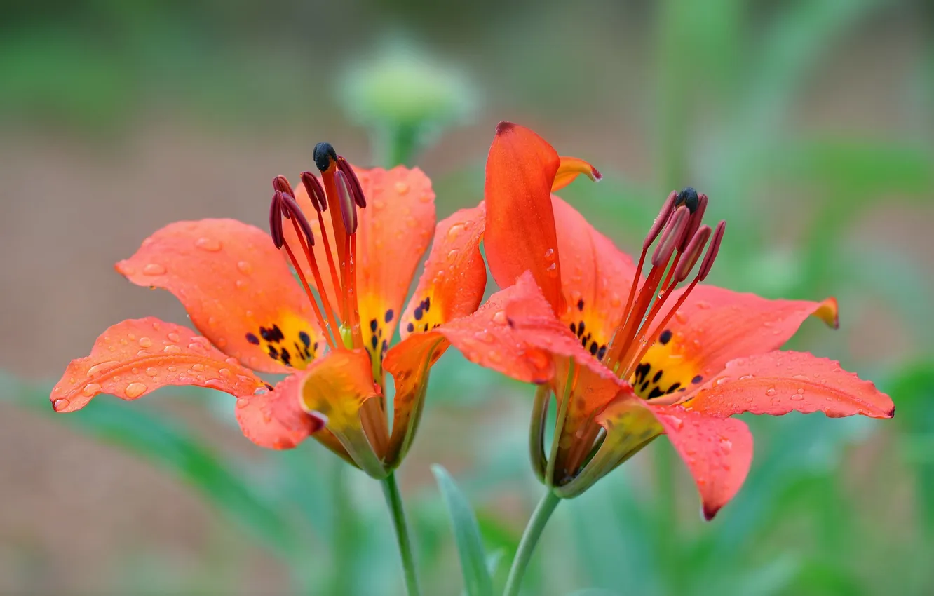 Фото обои цветы, лилии, flowers, dew, росинки, lilies