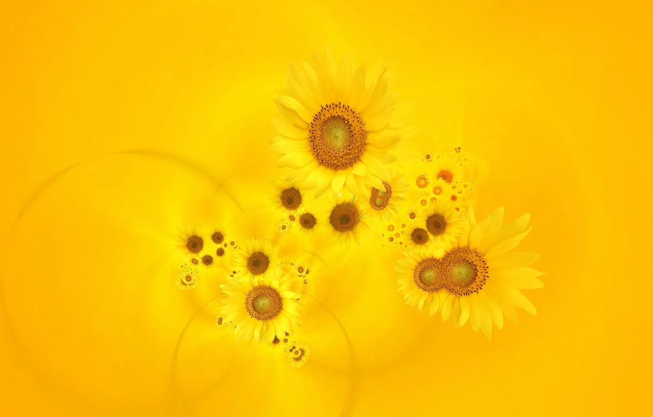 Фото обои цветы, желтый фон, Подсонухи
