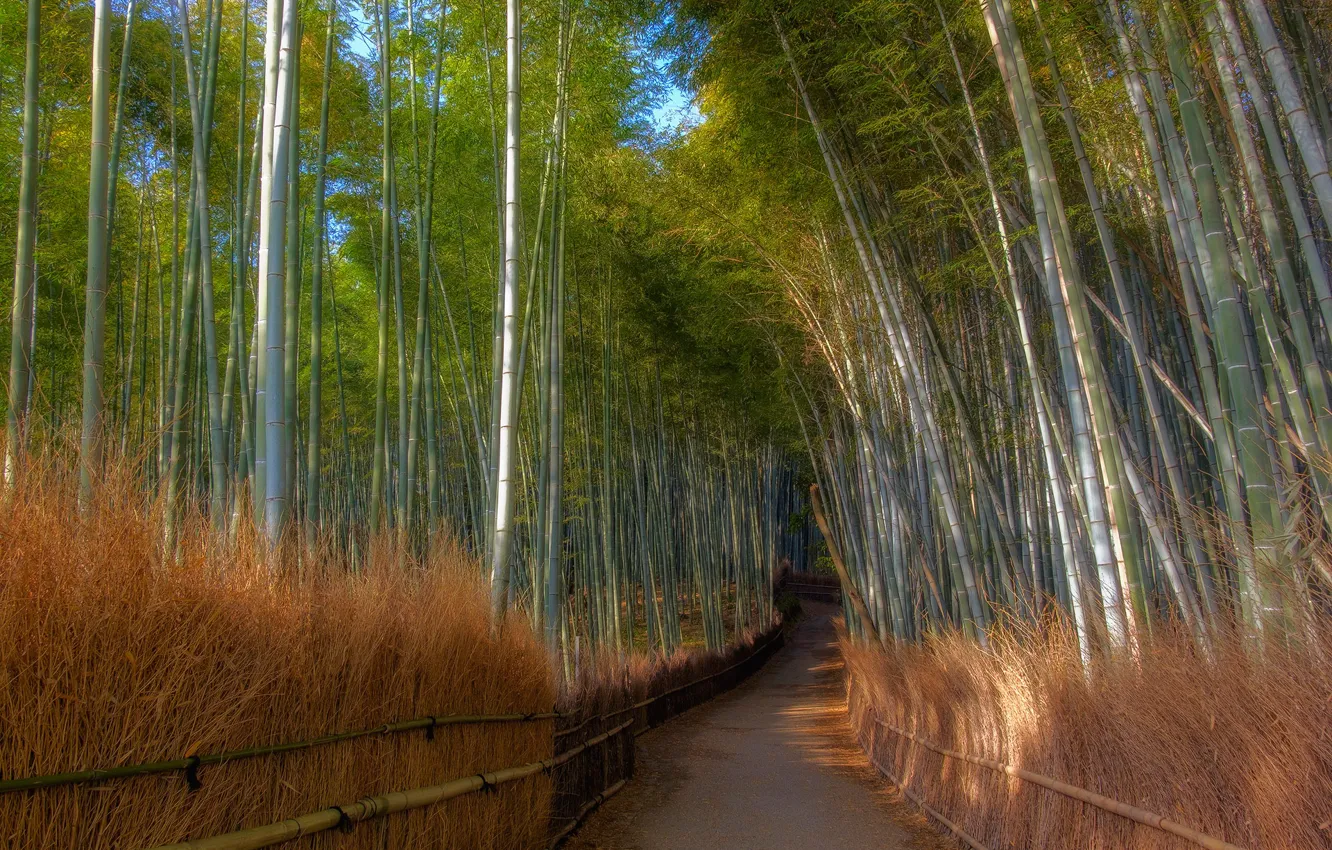 Фото обои бамбук, дорожка, бамбуковая роща