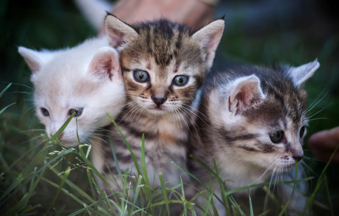 Фото обои белый, лето, трава, взгляд, кошки, котята, три, малыши