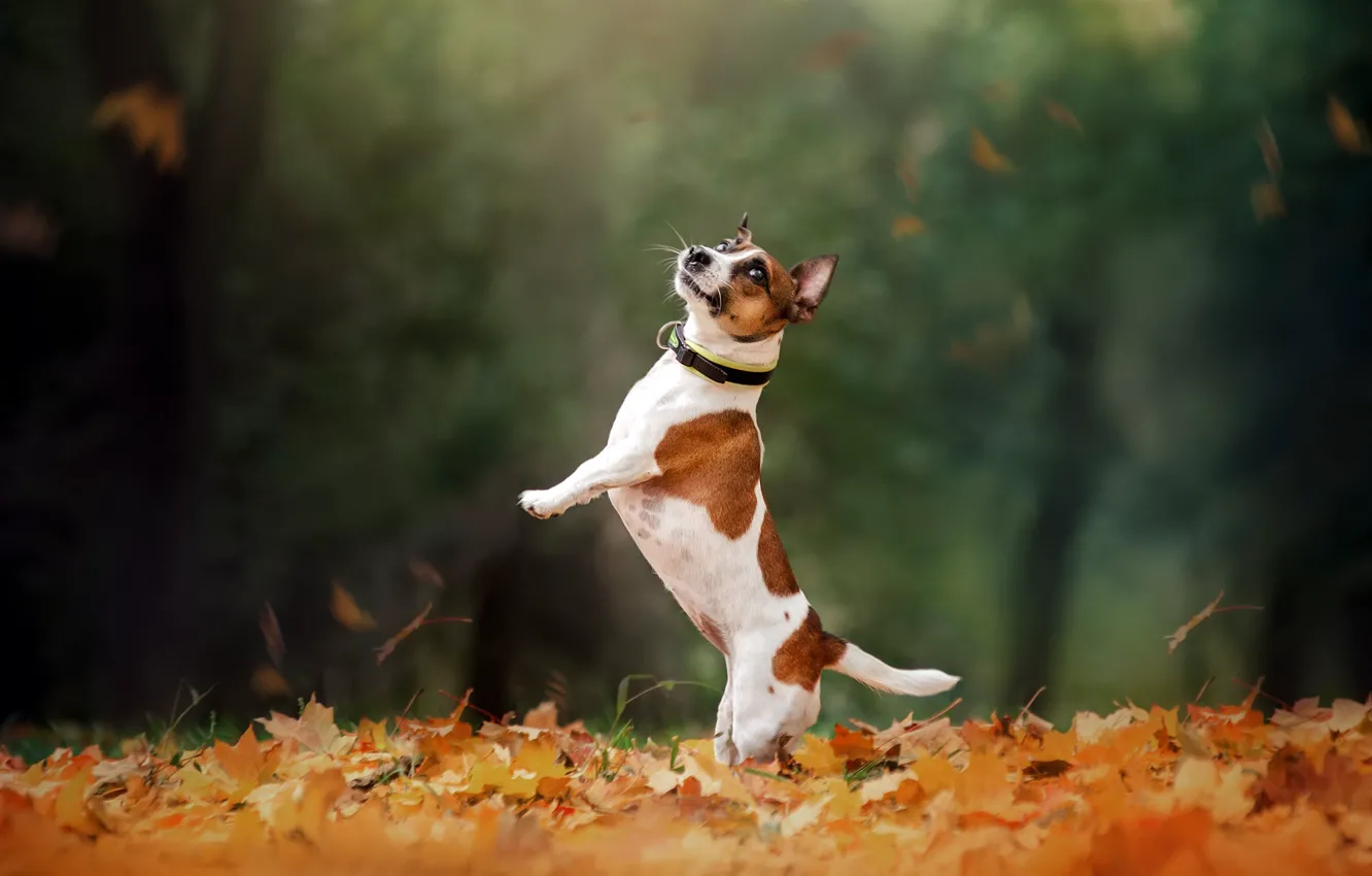Фото обои осень, собака, прогулка, стойка, боке, опавшие листья, Джек-рассел-терьер, Екатерина Кикоть