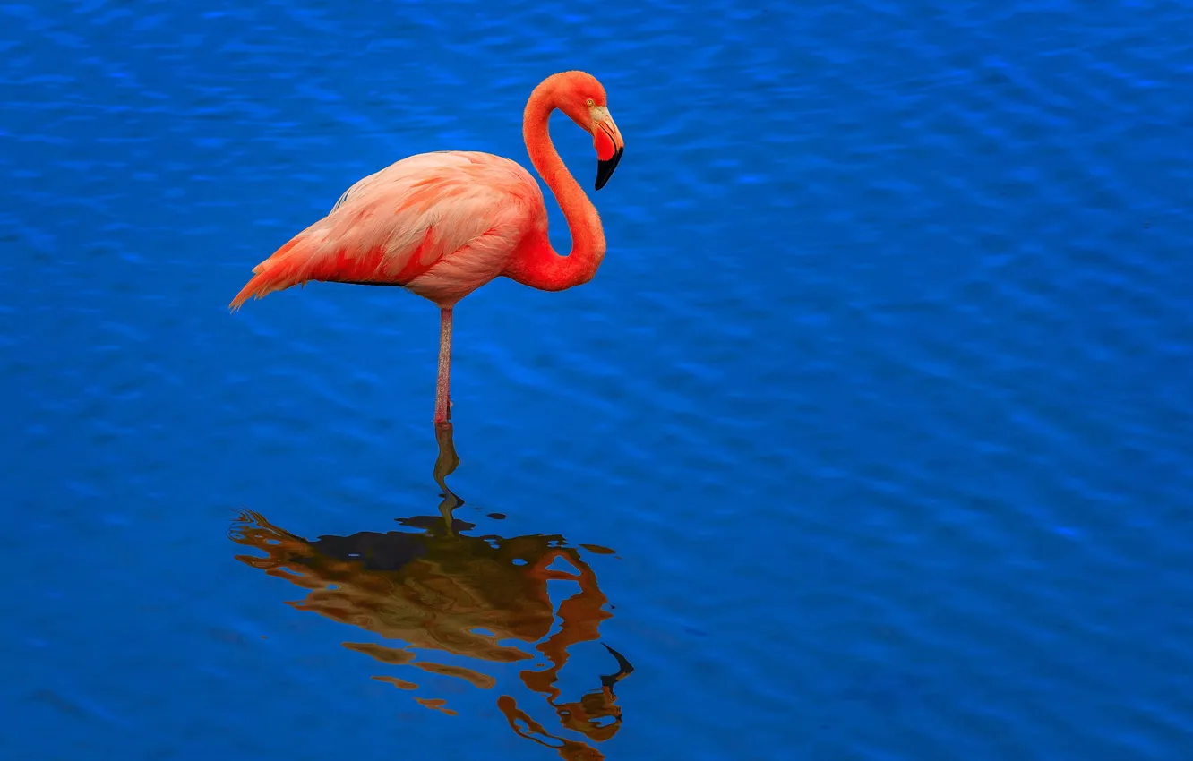 Фото обои вода, птица, клюв, фламинго, шея