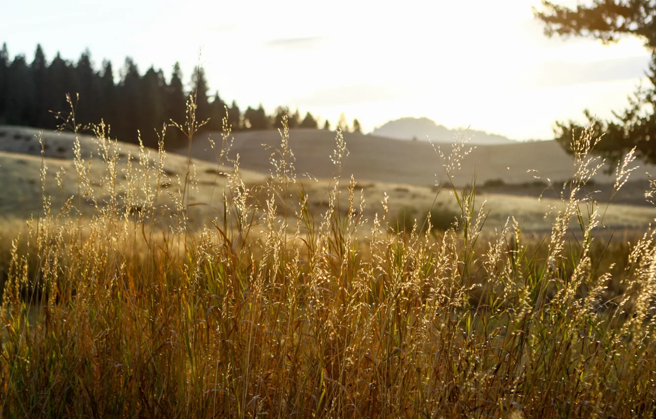 Фото обои grass, sunset, mountain, hill, countryside, woodland