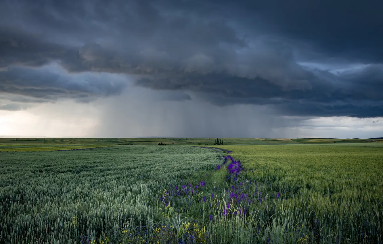 Фото обои поле, лето, дождь