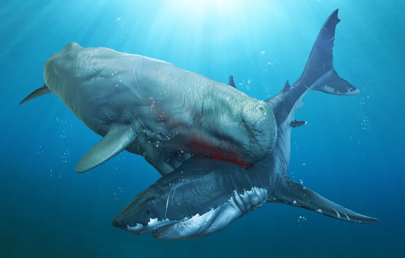 Фото обои sea, attack, white shark, Sperm whale