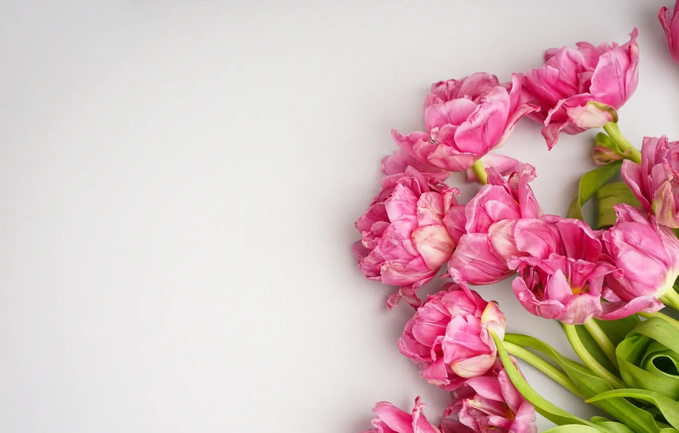Фото обои цветы, букет, тюльпаны, розовые, pink, flowers, beautiful, tulips