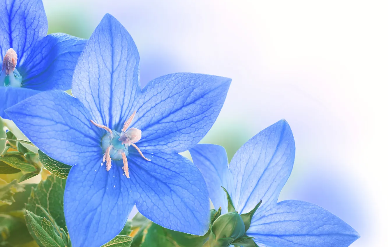 Фото обои цветы, листики, голубые цветочки