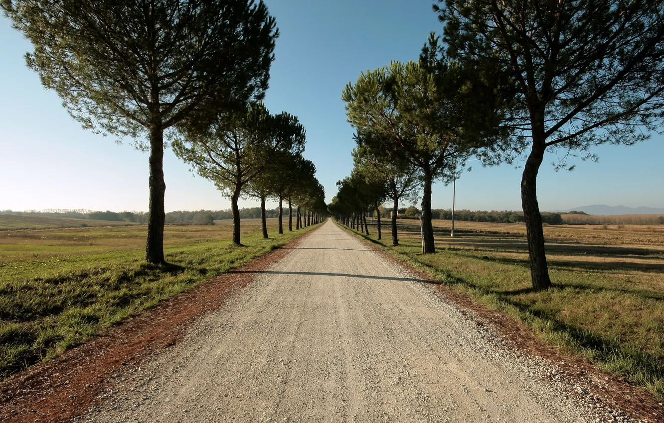Фото обои дорога, поле, лето, деревья