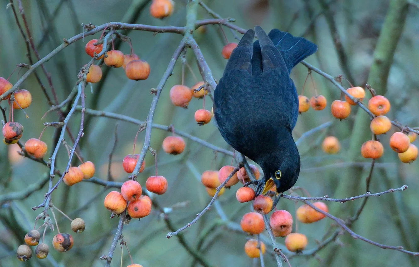 Фото обои ягоды, птица, чёрный дрозд