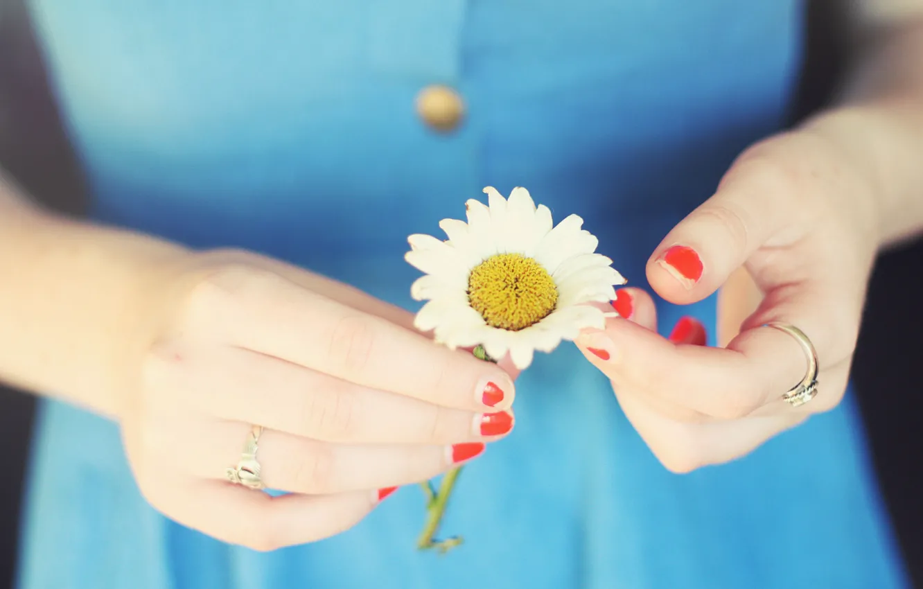 Фото обои девушка, цветы, фон, обои, руки, ромашка, цветочек