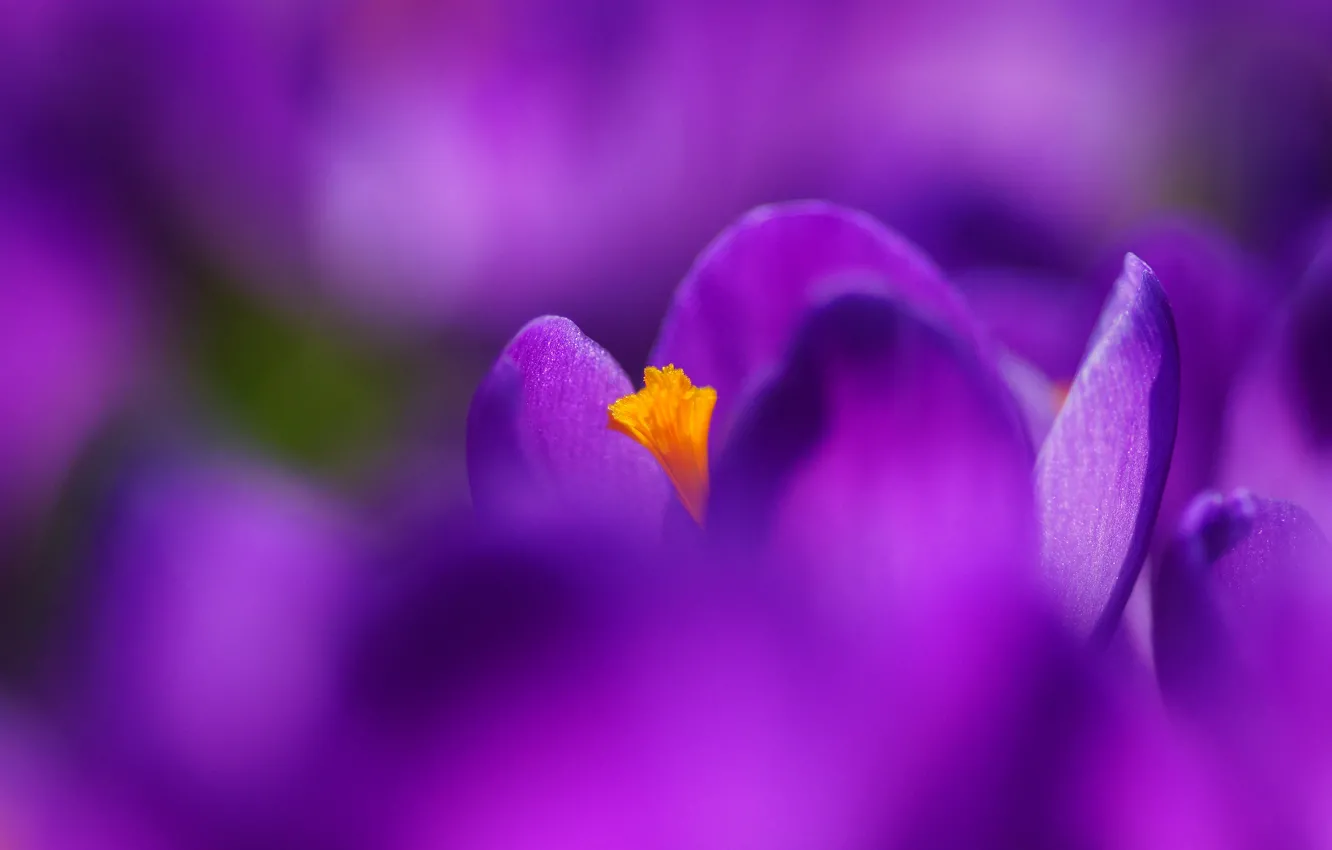 Фото обои цветы, весна, крокусы, сирень, фиолет