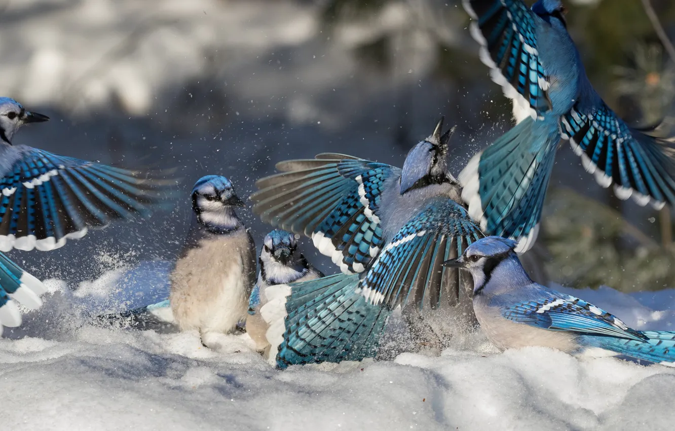Фото обои зима, снег, птицы, разборки, Голубая сойка, сойки, птичий базар