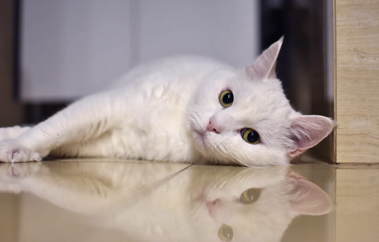 Фото обои кошка, белый, кот, взгляд, морда, поза, отражение, фон