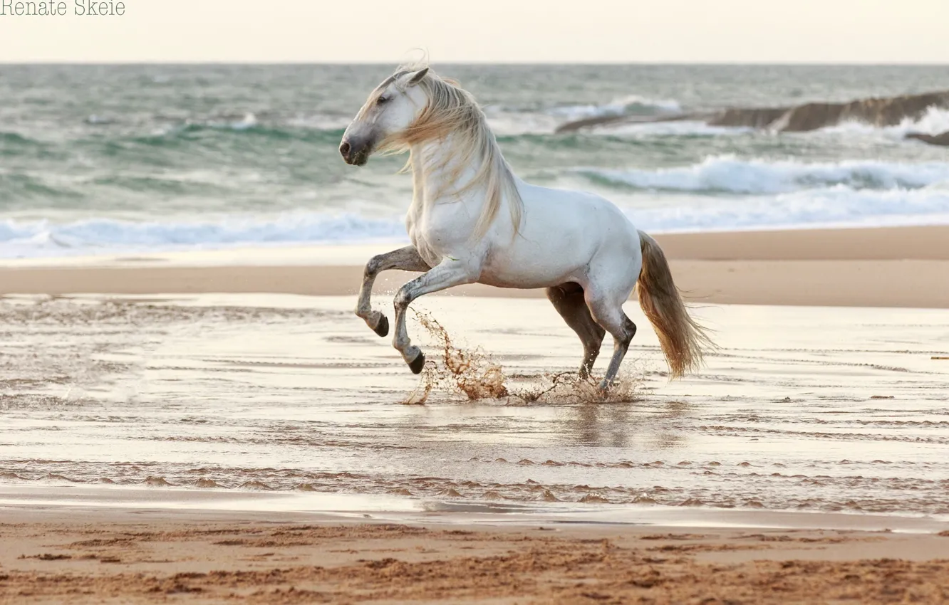 Фото обои песок, волны, вода, брызги, серый, конь, ветер, берег