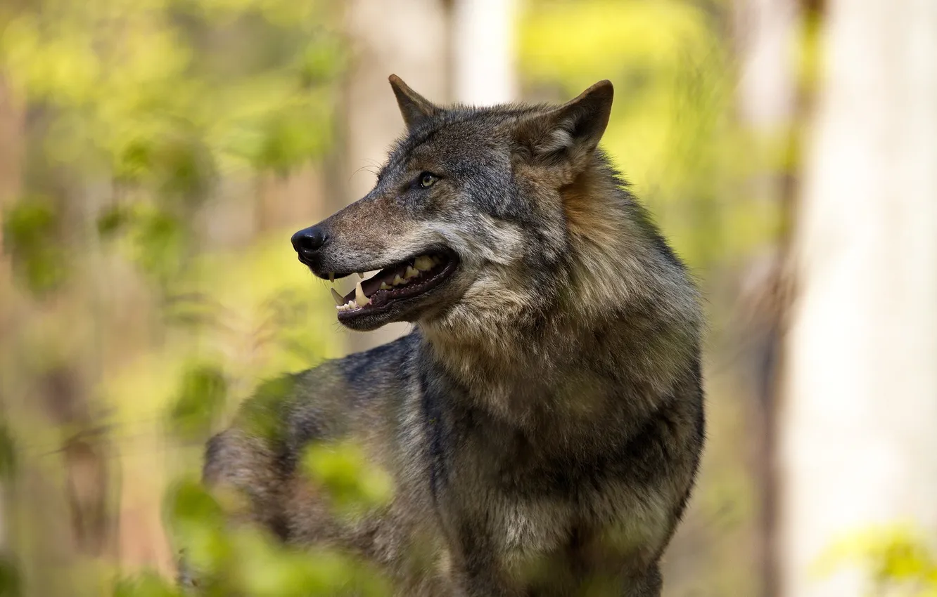 Фото обои nature, snow, predator, face, animal, wolf, wildlife, portrait