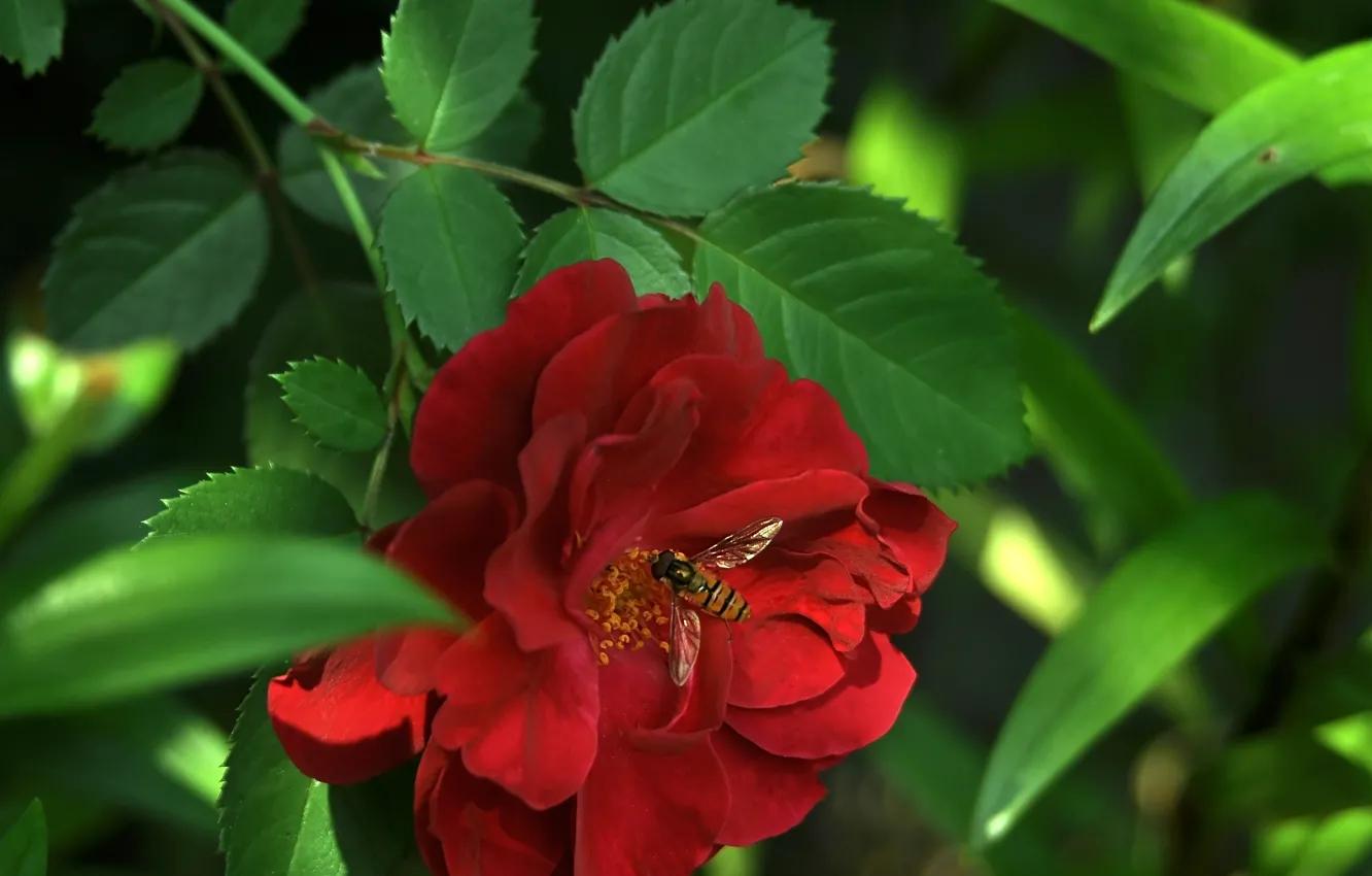 Фото обои цветок, листья, природа, пчела, роза, лепестки, насекомое