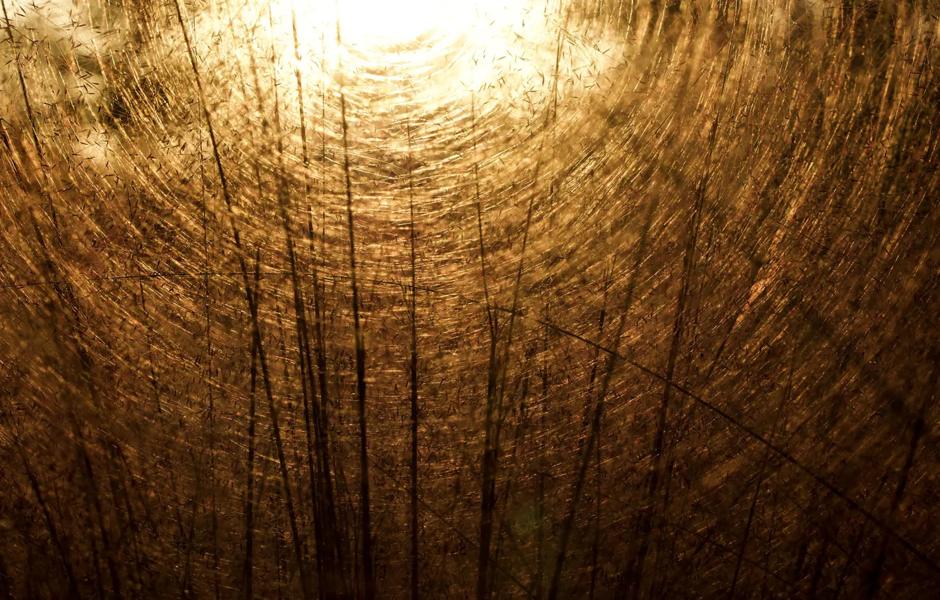 Фото обои природа, цвет, Autumn Womb