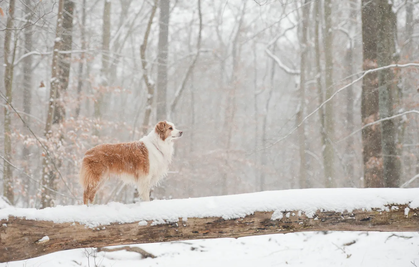 Фото обои зима, лес, снег, собака, бревно, Австралийская овчарка, Аусси