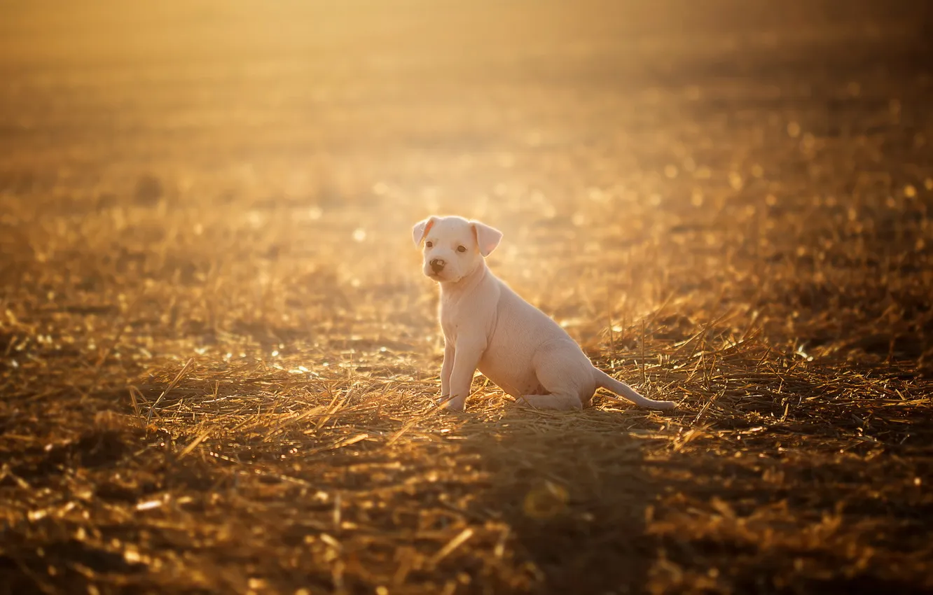 Фото обои поле, свет, собака, щенок