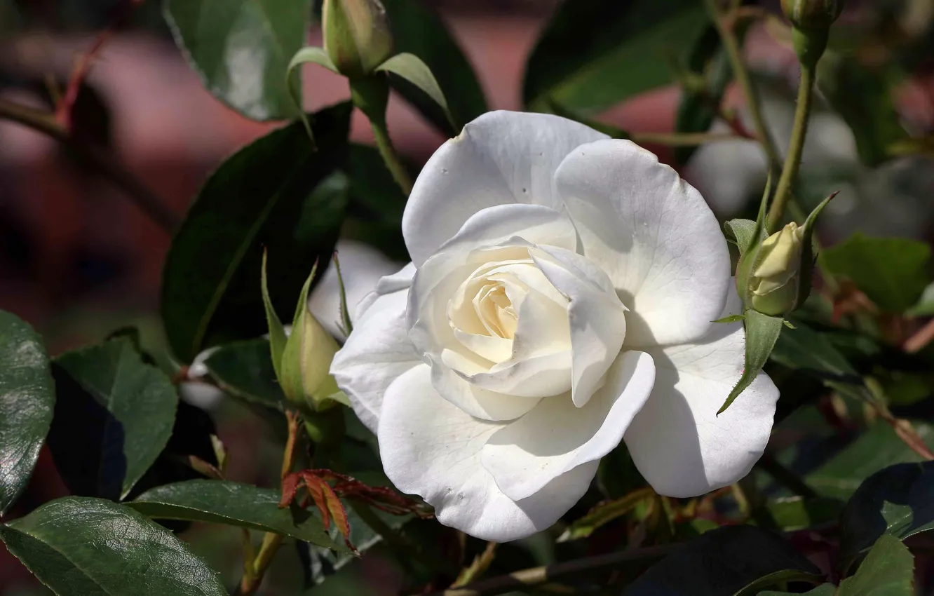 Фото обои роза, лепестки, бутоны, белая роза