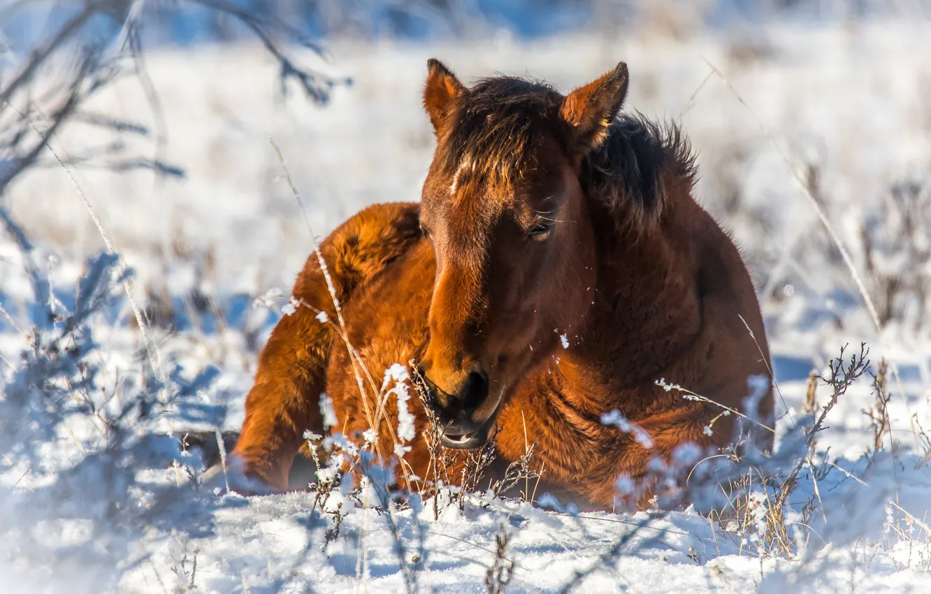 Фото обои зима, морда, свет, снег, ветки, природа, конь, отдых