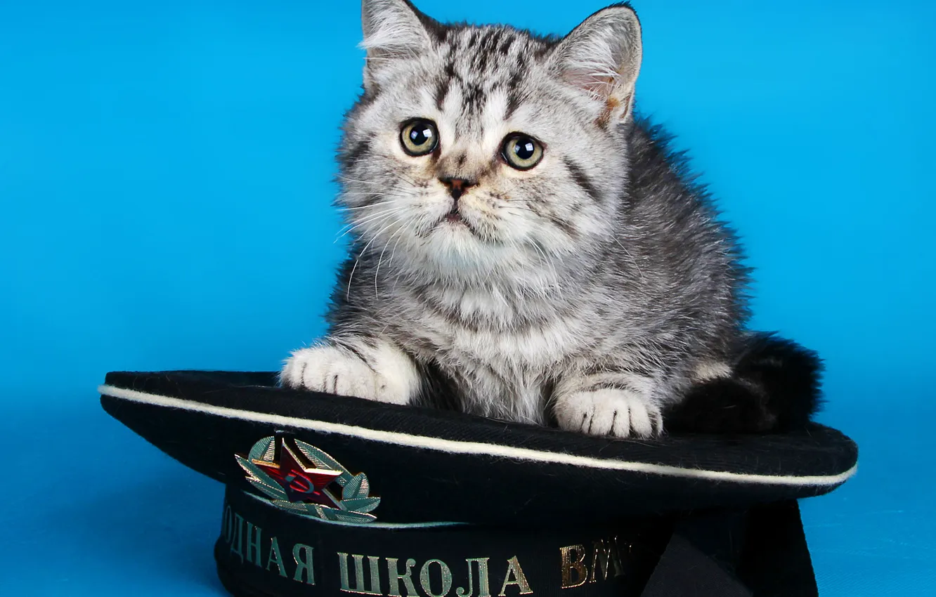Фото обои кошка, взгляд, поза, котенок, серый, звезда, черная, лежит