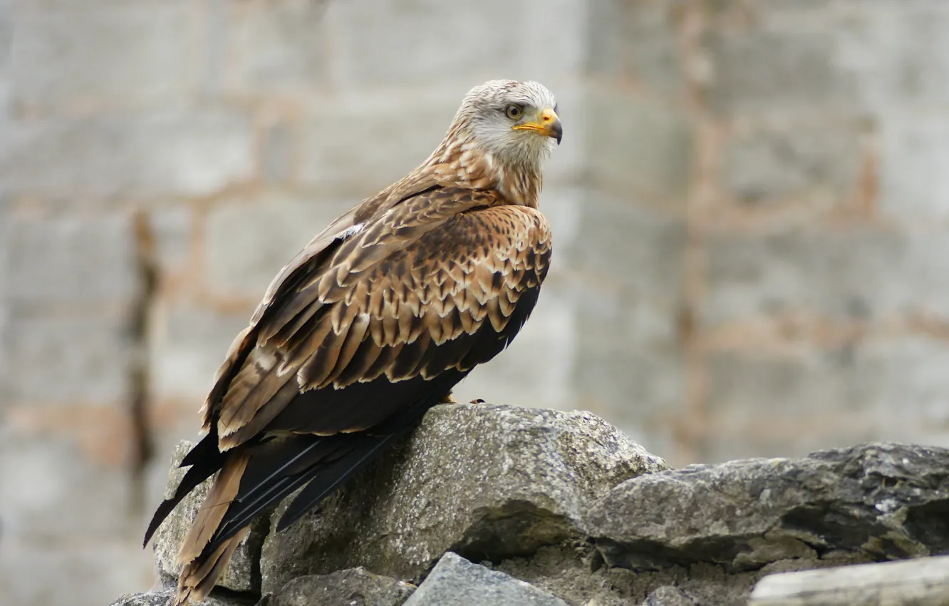 Фото обои взгляд, камни, Бельгия, Domaine de Cambron, Pairi Daiza, Brugelette, провинция Эно (Hainaut), Red Kite)