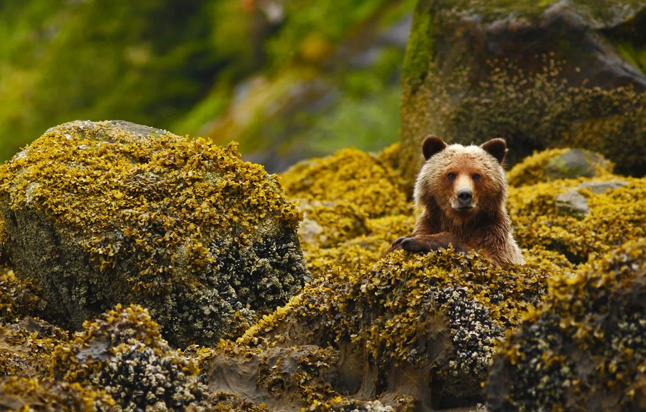 Фото обои камни, медведь, Канада, гризли, Британская Колумбия, заповедник, Great Bear Rainforest