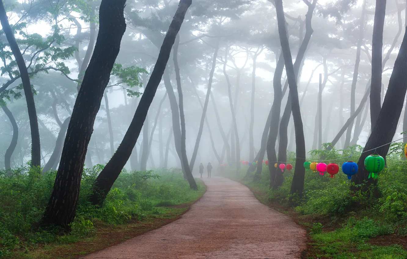Фото обои деревья, туман, парк, trees, park, fog, 류재윤