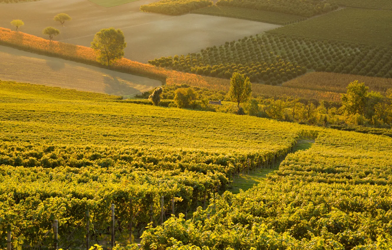 Фото обои Italy, wine, morning, sunrise, dawn, Piemonte, red wine, vineyards