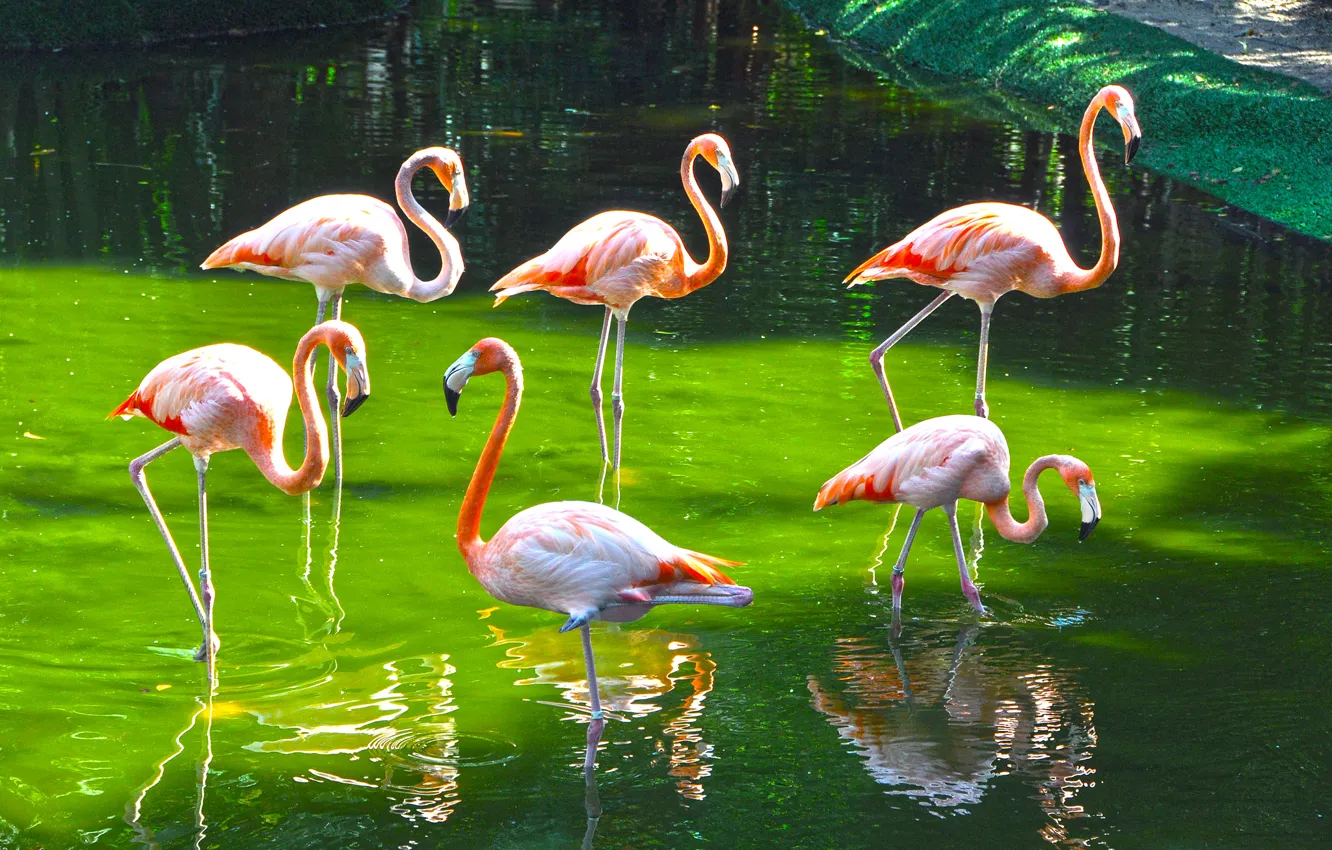 Фото обои птицы, краски, фламинго, зоопарк