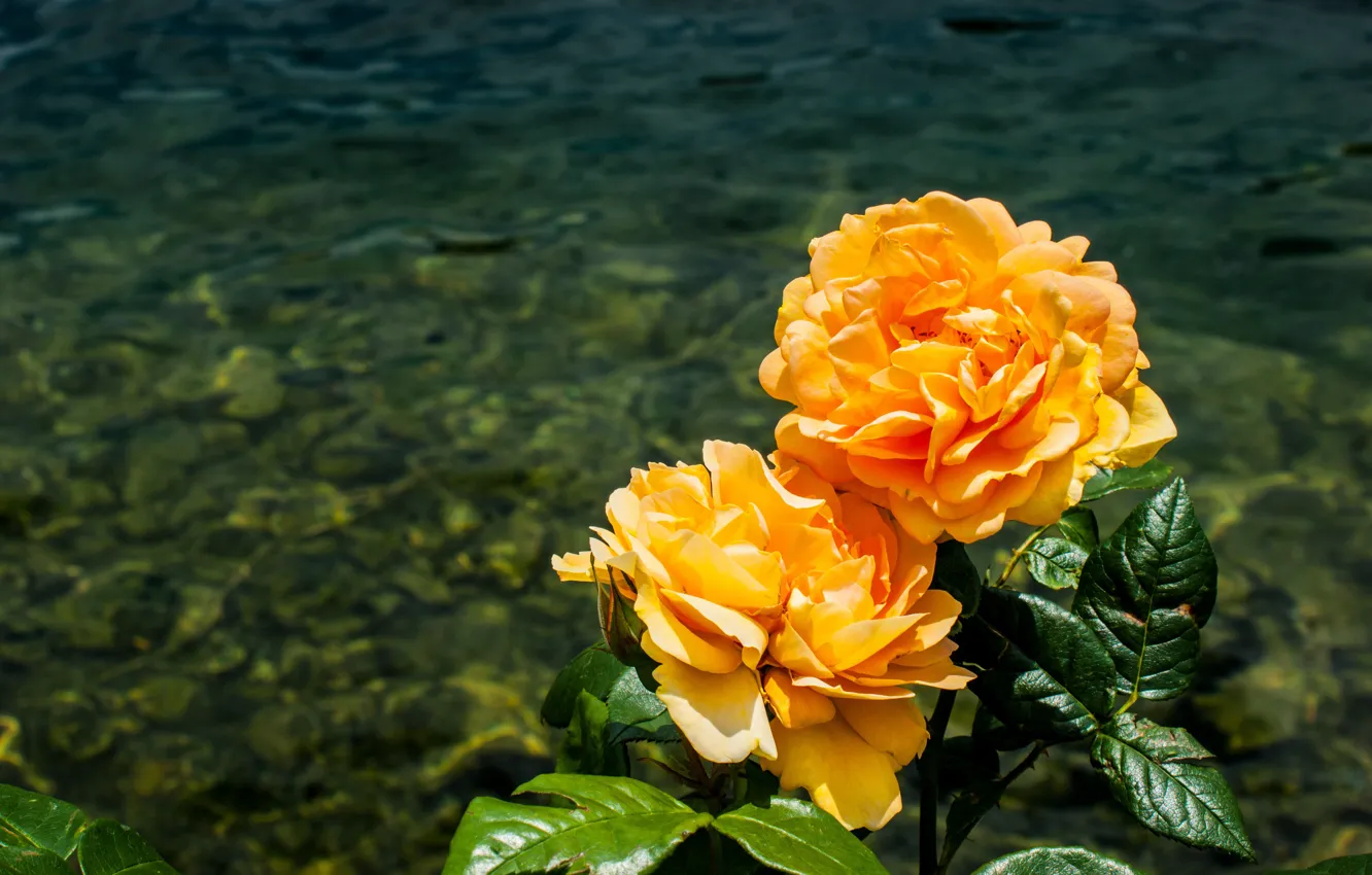 Фото обои вода, розы, оранжевые, водоем