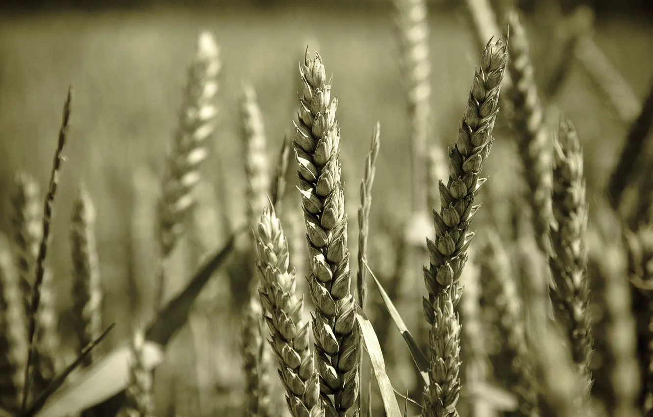 Фото обои пшеница, макро, зерно