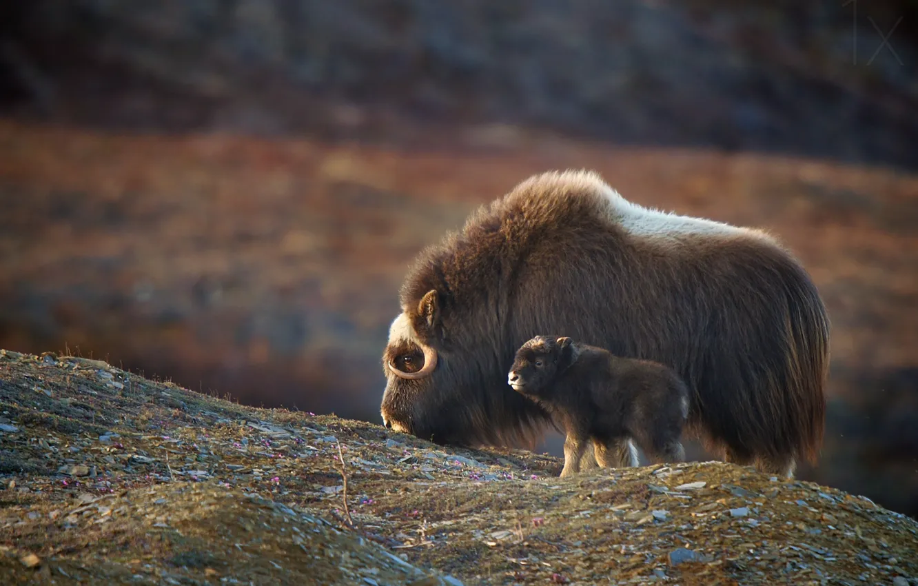 Фото обои power, animal, wildlife, strong, Animal, Muskox