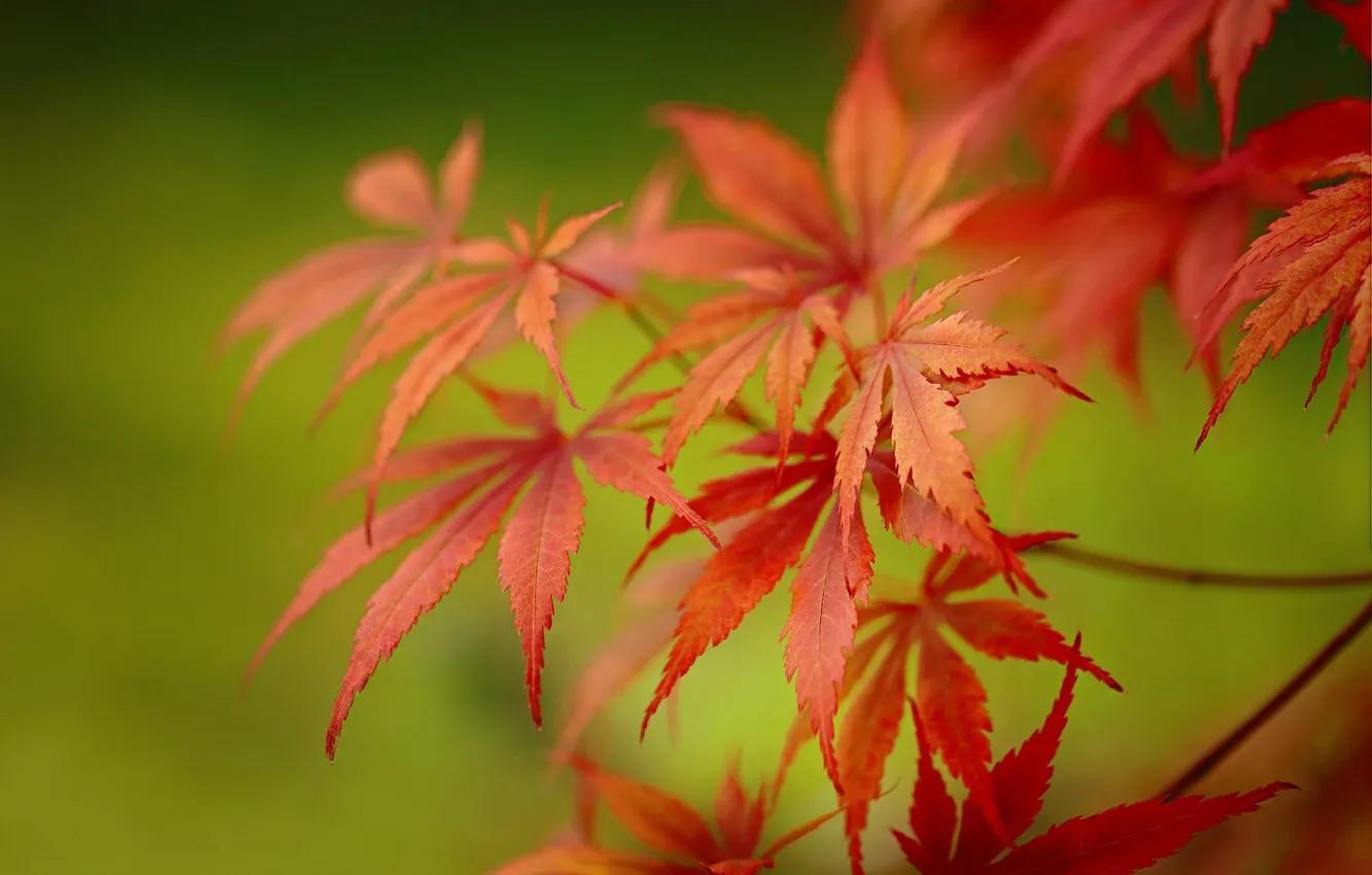 Фото обои листья, ветки, размытие, боке, клён японский