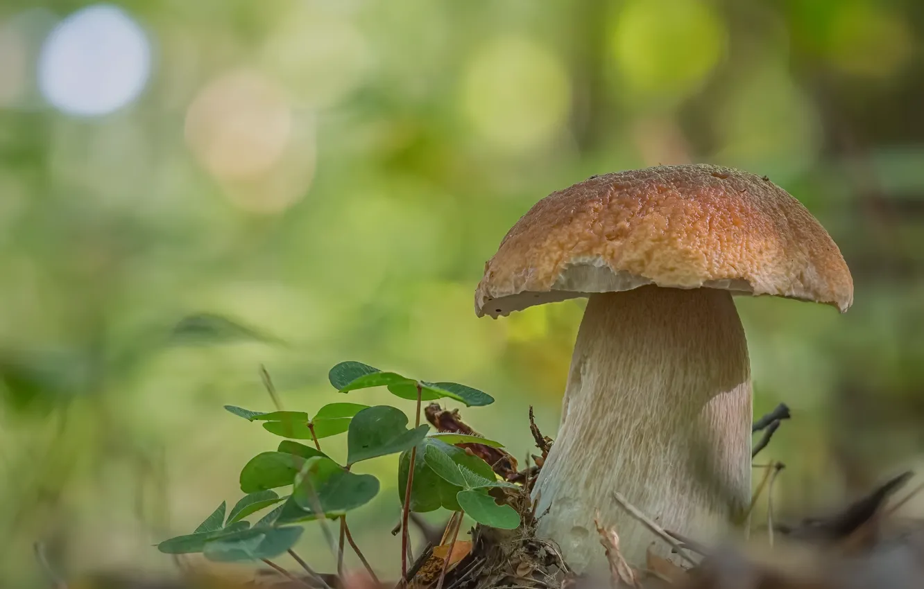 Фото обои природа, гриб, Boletus edulis