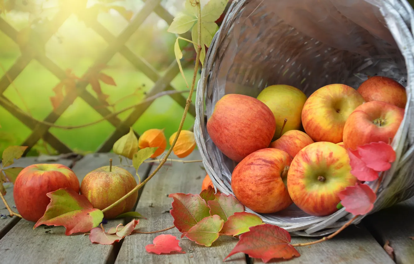 Фото обои листья, ветки, корзина, яблоки, доски, плоды, фрукты, физалис
