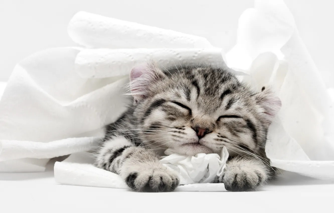 Фото обои кошка, котенок, сон, спит, туалетная бумага