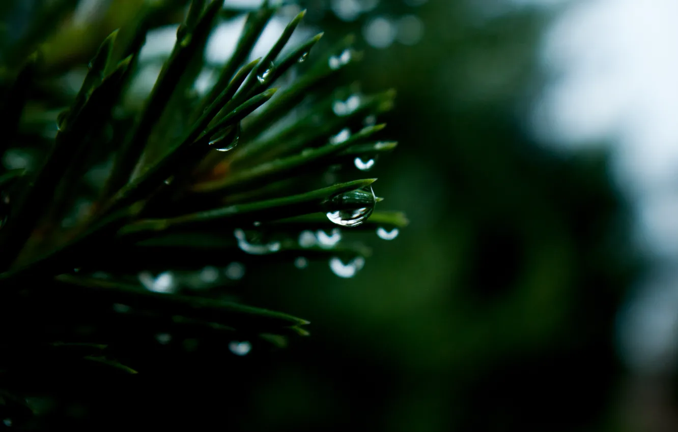 Фото обои капли, макро, дождь, хвоя, macro, drops, кедр