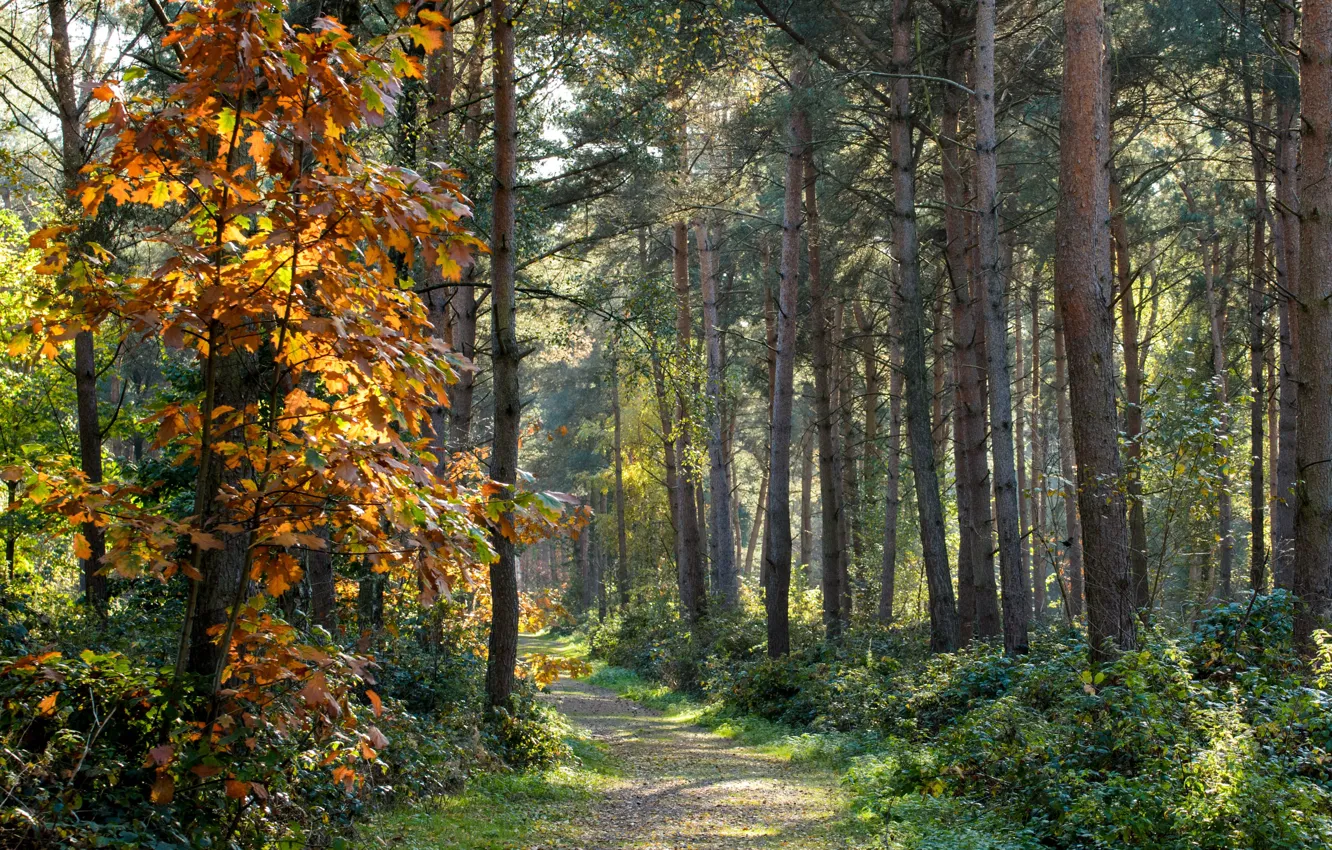 Фото обои осень, лес, деревья, природа, тропинка