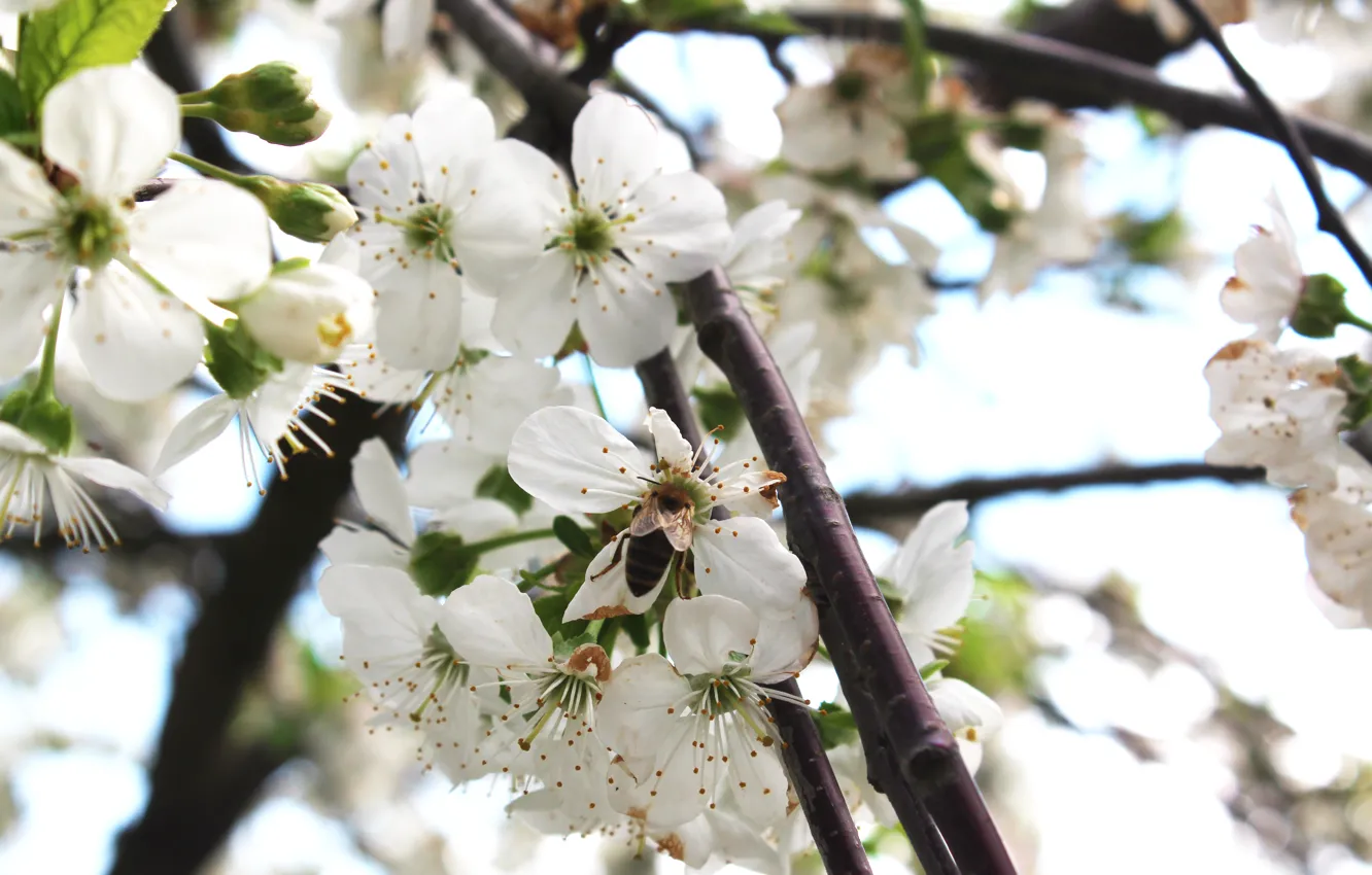 Фото обои белый, цветы, природа, вишня, пчела, весна