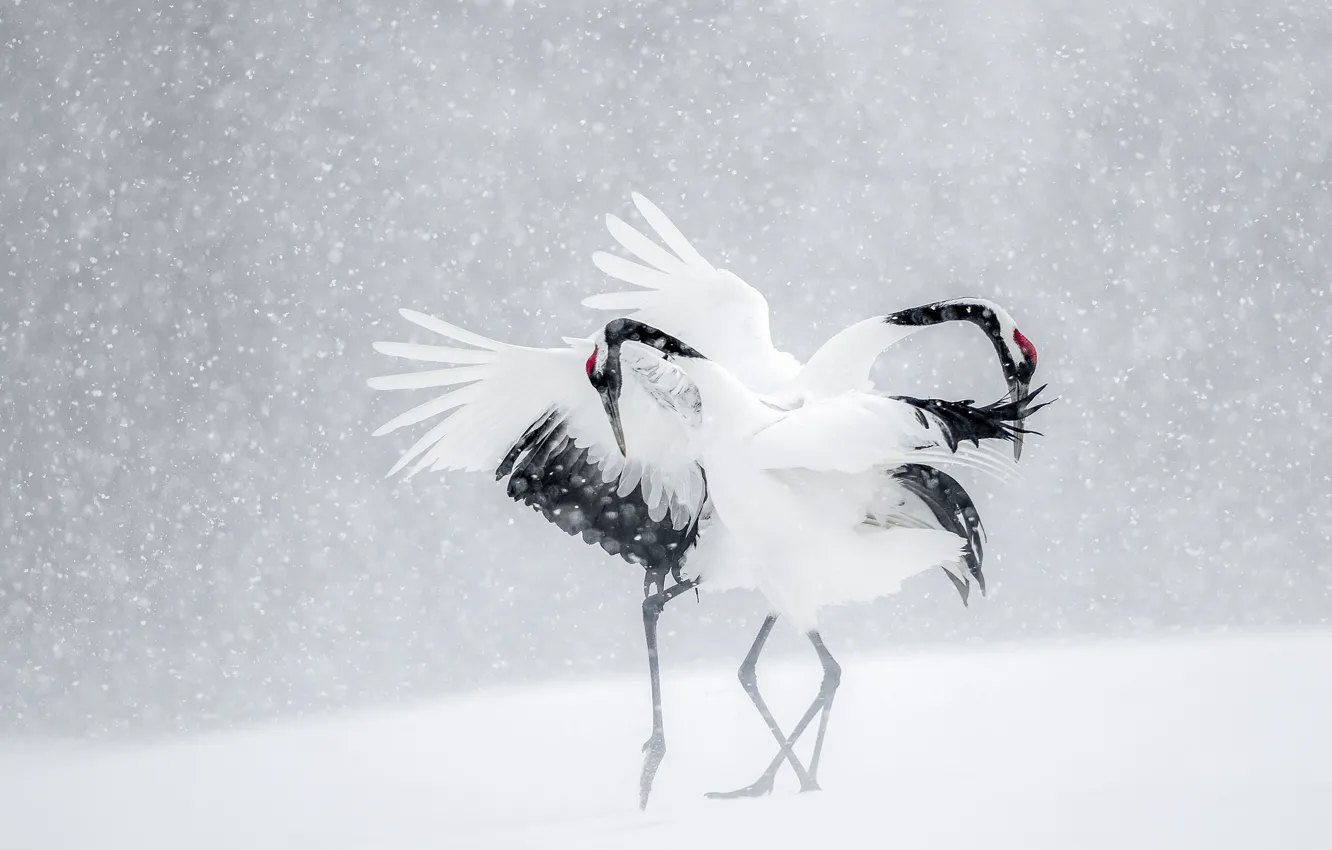 Фото обои зима, снег, птицы, танец, Япония, журавли