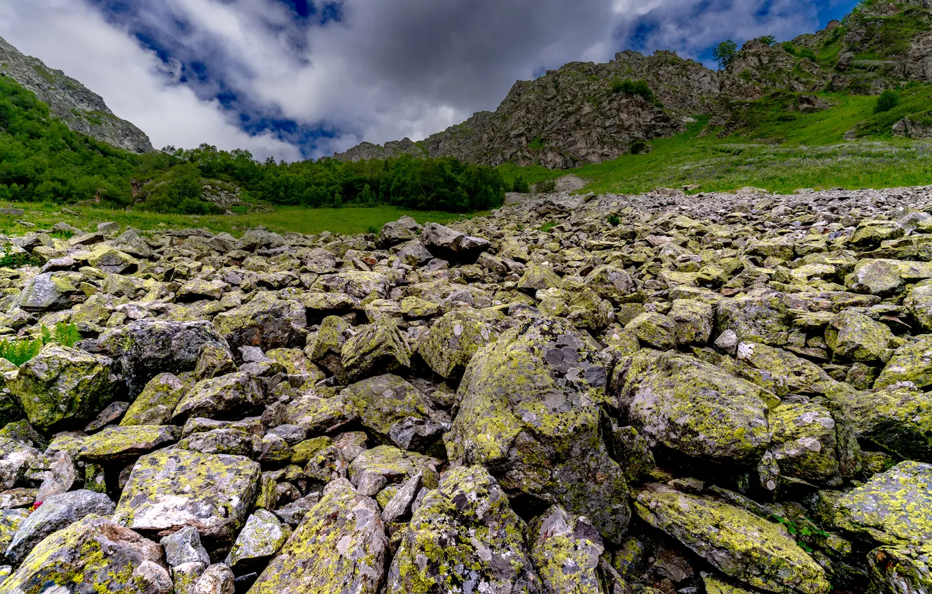 Фото обои green, rocks, moss, vegetation