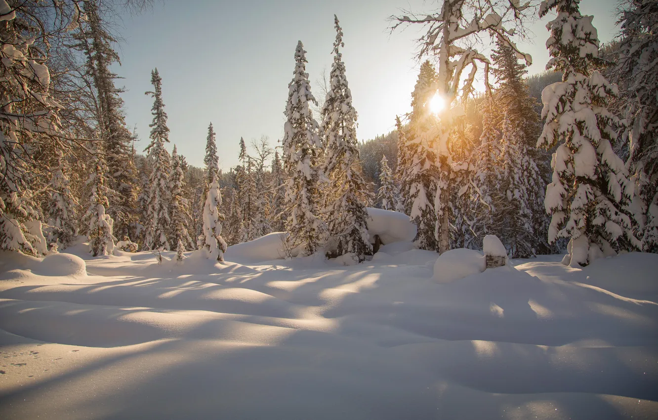 Фото обои зима, лес, снег, деревья, ели, сугробы, Россия, тайга